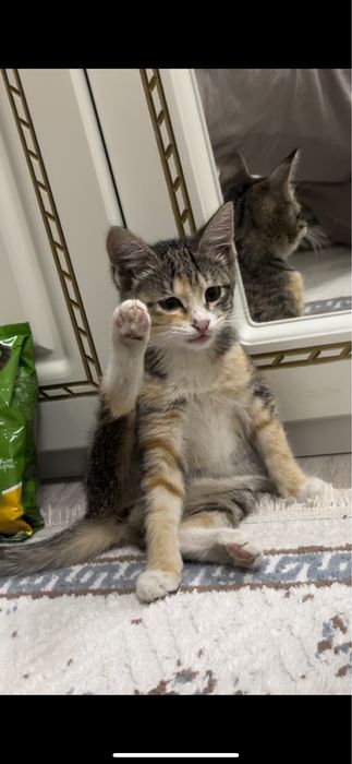Котенок в добрые руки