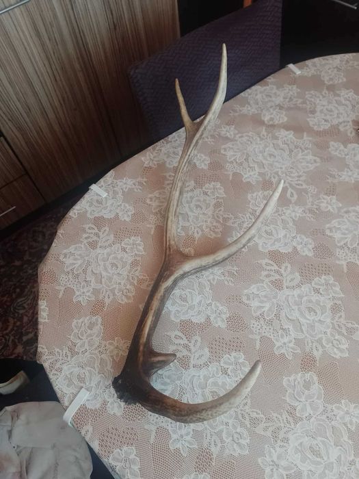 Еленски рог, единичен, в перфектно състояние!