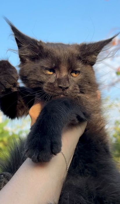 Котята Мейн Куны