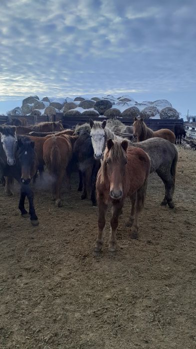 Продам кунандар жеребчики