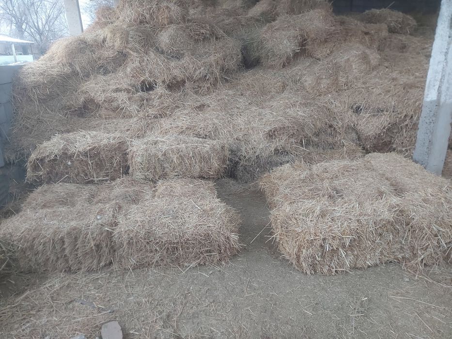 Сабан прес табиги прес