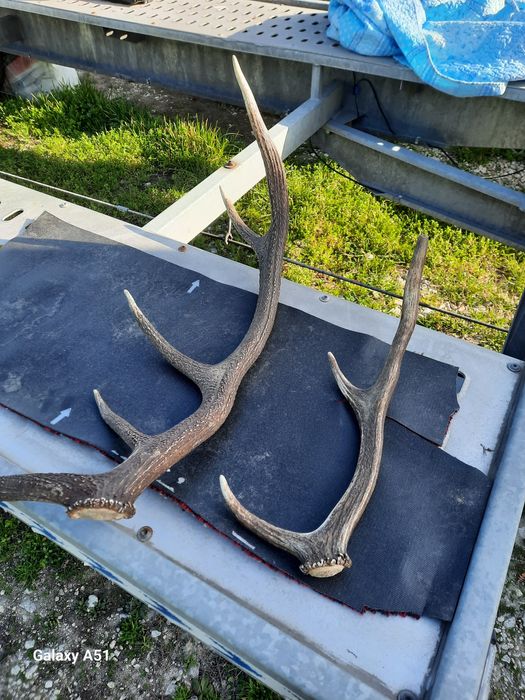 Рога от елен 2 броя