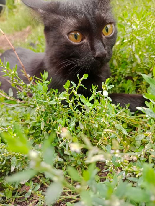 Отдам котенка девочку