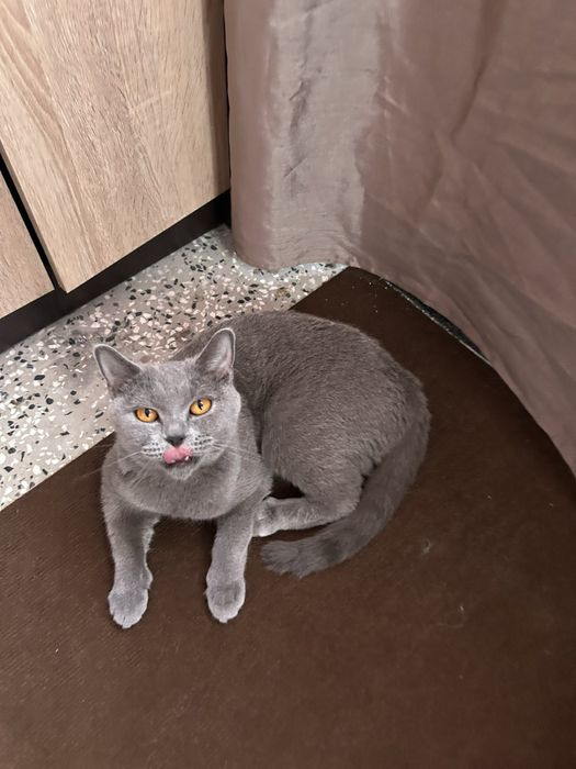 Британска котка. Уникална