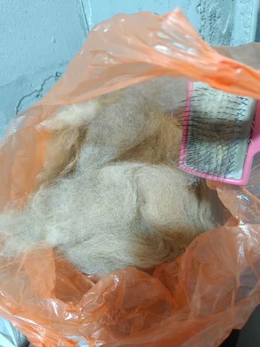 Шерсть собаки мастиф