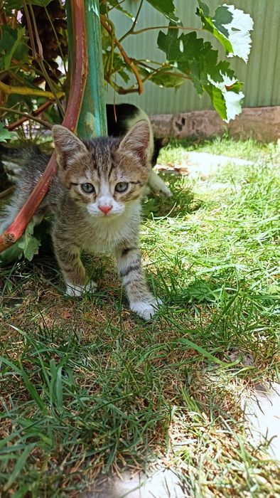 Котята красивые в хорошие руки