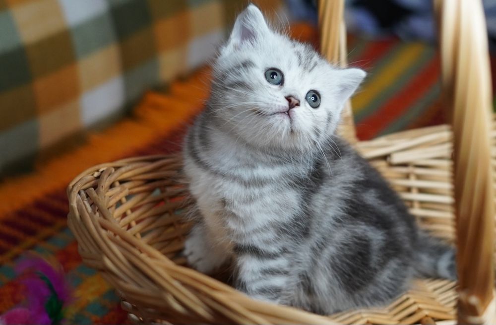Шотландские котята