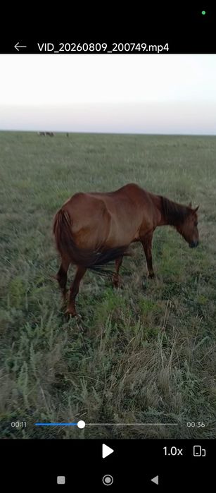 Продам кабылу жеребую