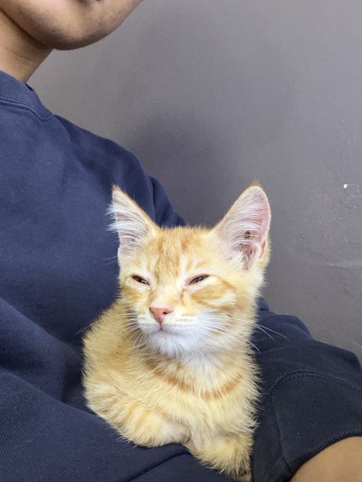 Отдам рыжего котика в добрые руки!!