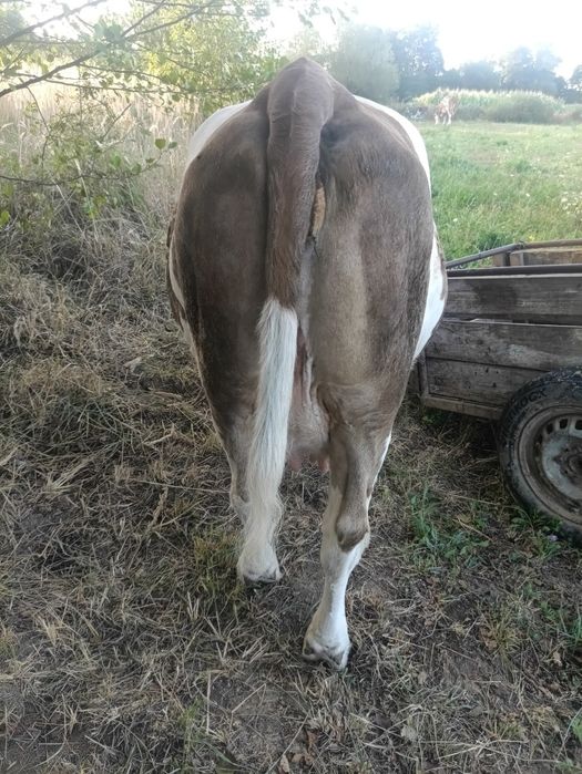 Vând vaca gestanta de 4 luni