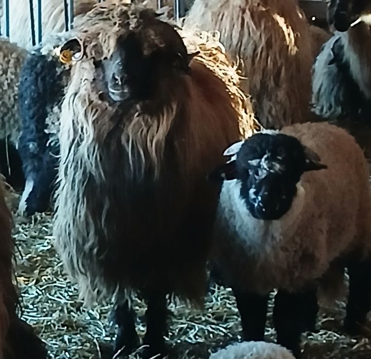 40 de oi cu miei si 10 carlane disponibile