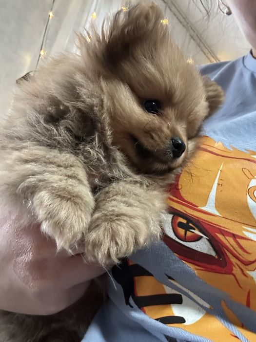 Продам шпица девочку