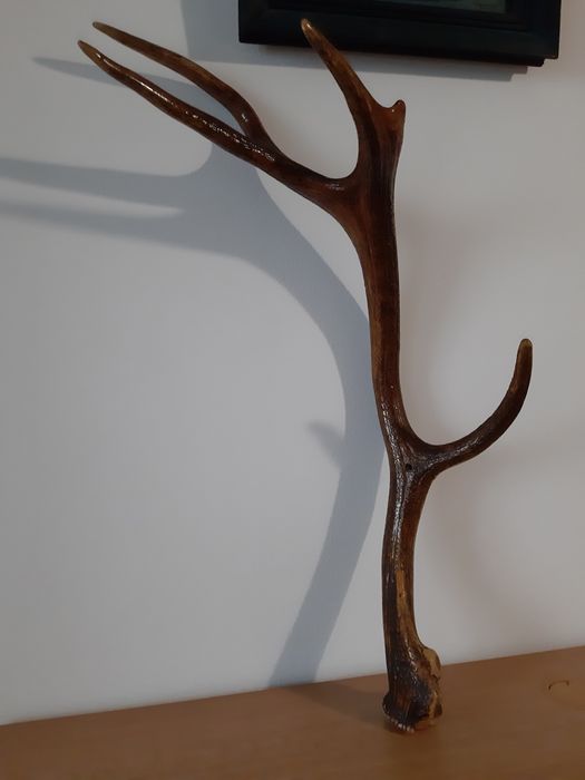 Еленови рога - различни размери