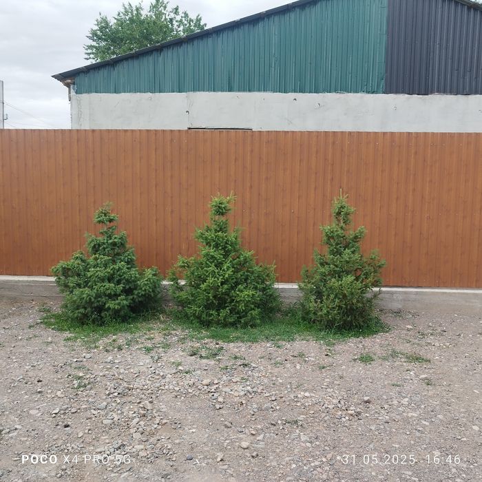 Ёлка сатылады  біреуі 25 мың