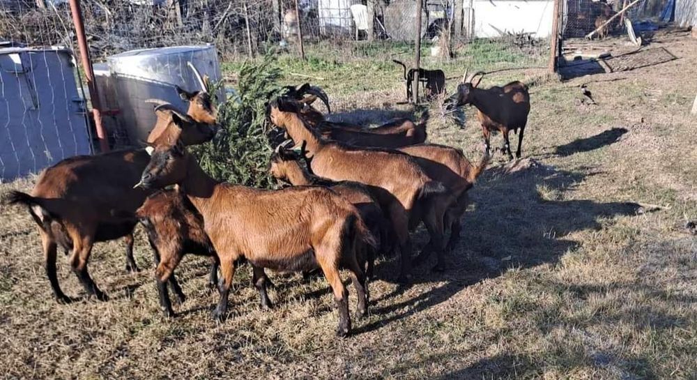 Capre alpine franceze cu pedigree