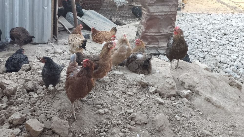 Тауыктар шөже кораз