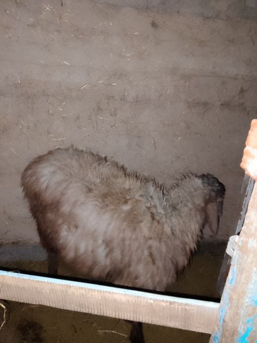 кошкар, баран, кой