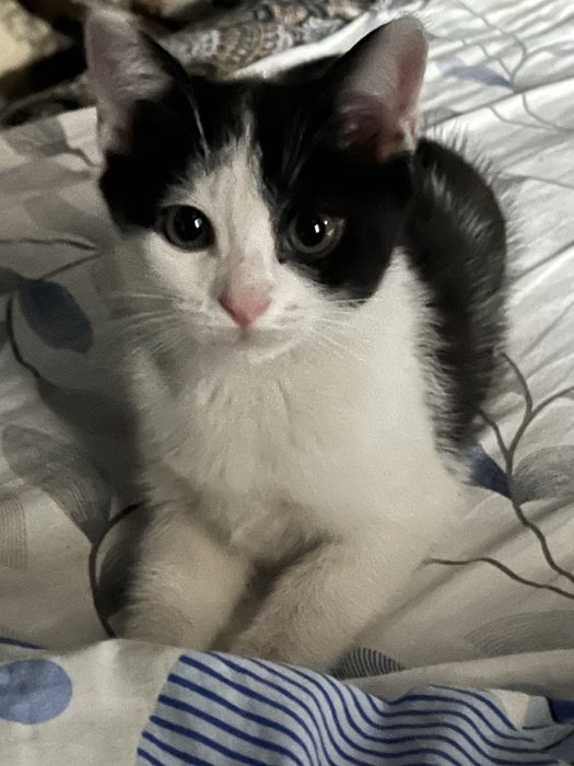 Котята в заботливые руки