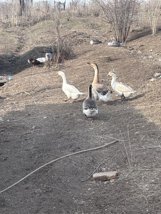 Продаи семью гусей