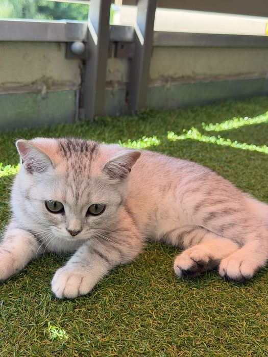 Британска котка на 3 месеца