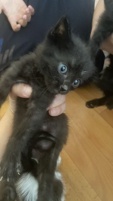 Котенку бесплотно отдадим