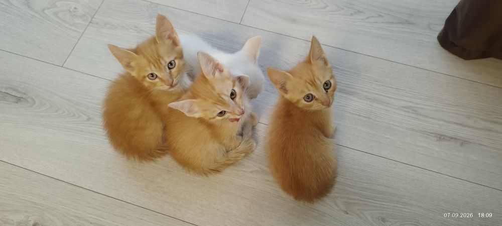 Отдадим котят в хорошие руки