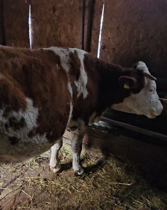 Vacă gestantă de vânzare