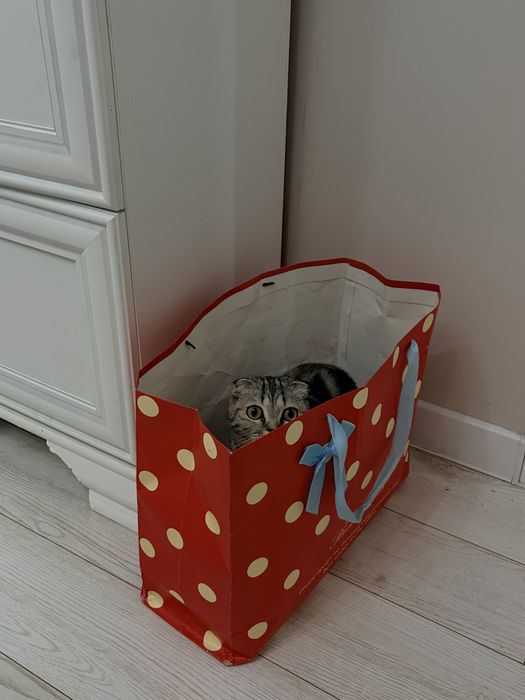 Отдам кошку бесплатно