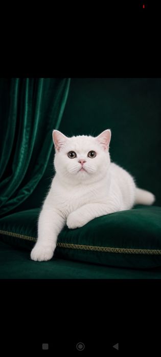 Британская кошка