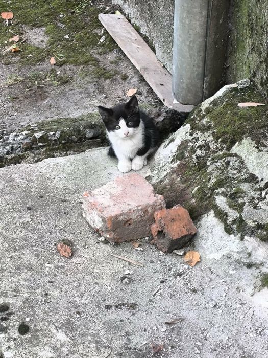 Подарявам малки котета