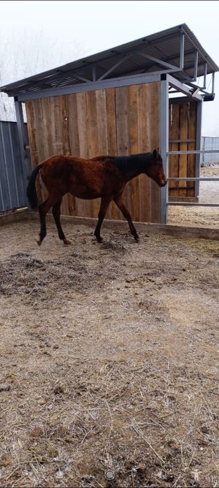 Жеребенок Англо-арабка