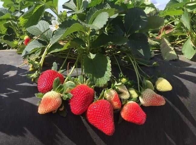 Продавам разсад коренчета нов целогодишен сорт Флорида