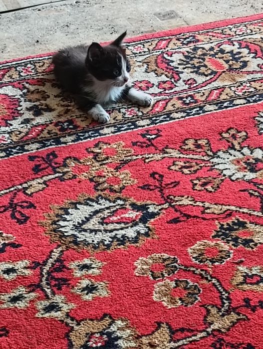 Отдам котят в хорошие руки