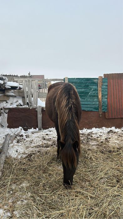 Продам 1 бие и 1 байтал