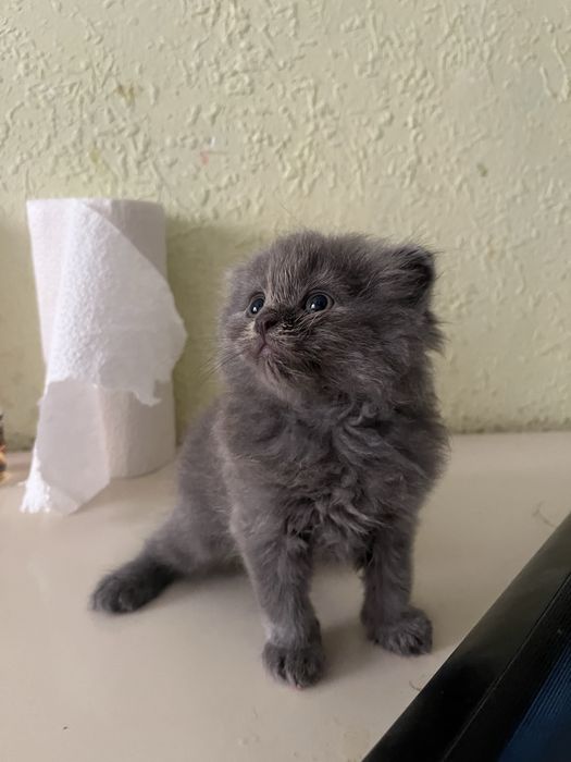 Срочно продаются котята