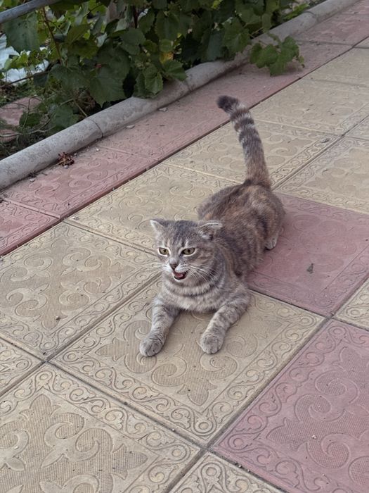 Кошка Ласковая отдам в добрые руки