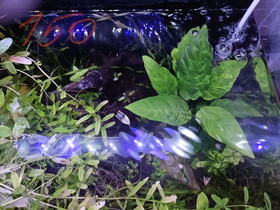 Продам водоросли