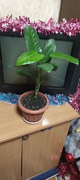 Цветы комнатные ...