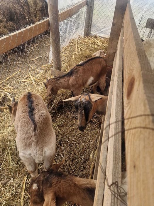 Vand capre de rasă si iezi