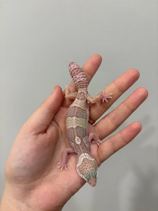 Эублефары разных морф