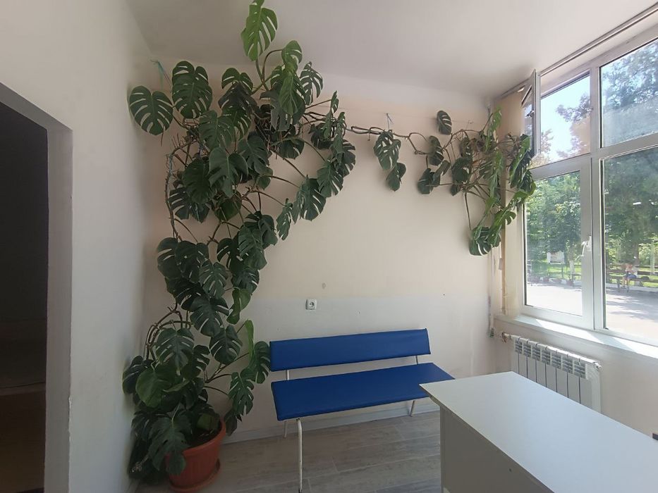 Xonadon va ofis uchun juda katta va chiroyli gul sotiladi.