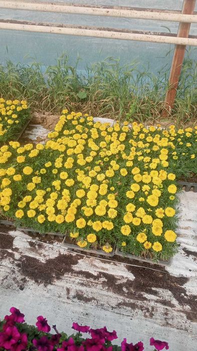 Петуня цветы рассады