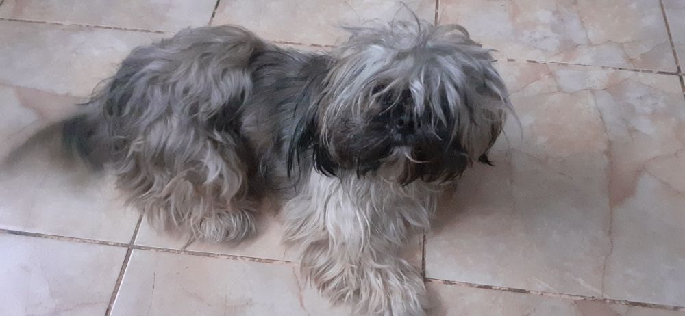 Catelusa shitzu 1 an