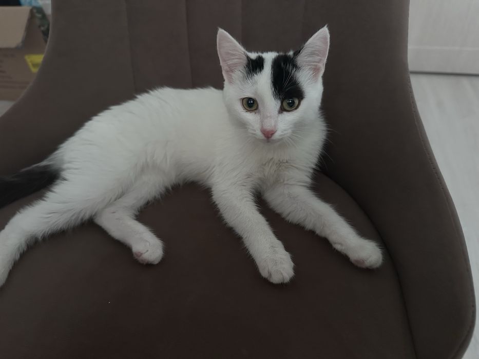 Отдаю котенка в добрые руки!