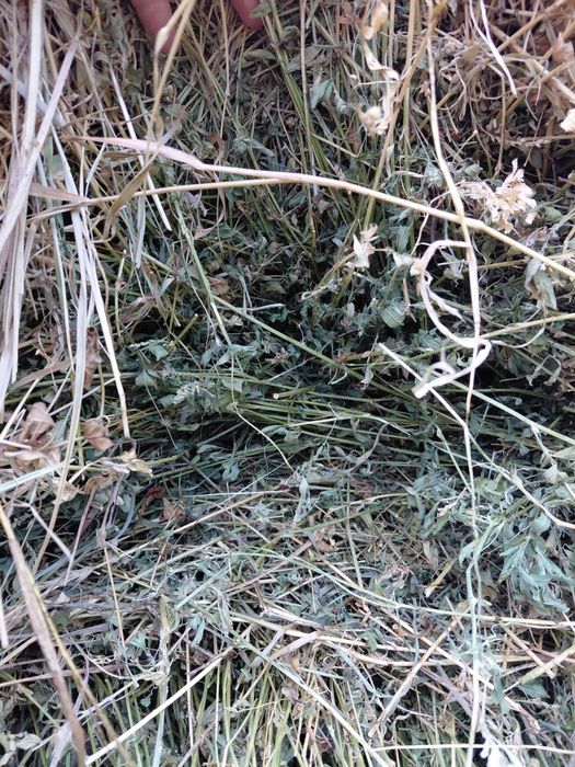 Vînd claie de lucernă