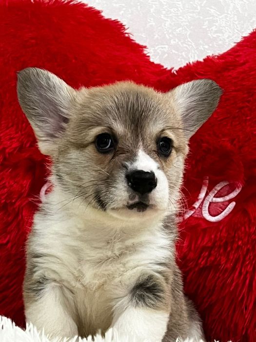 Щеночки вельш корги