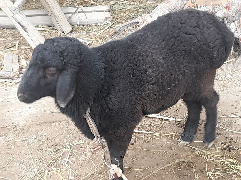 Ikkita qo'chqor sotiladi