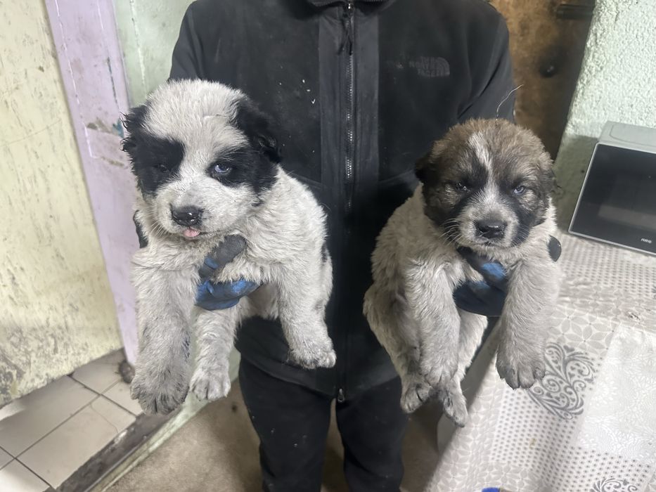 Продам щенят, хорошие , породистые