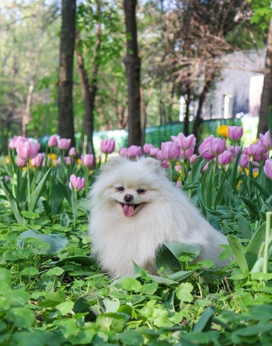 Шикарный кобель приглашает на вязку