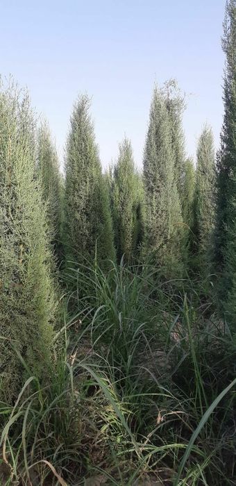 Продам голубые кипарисы.